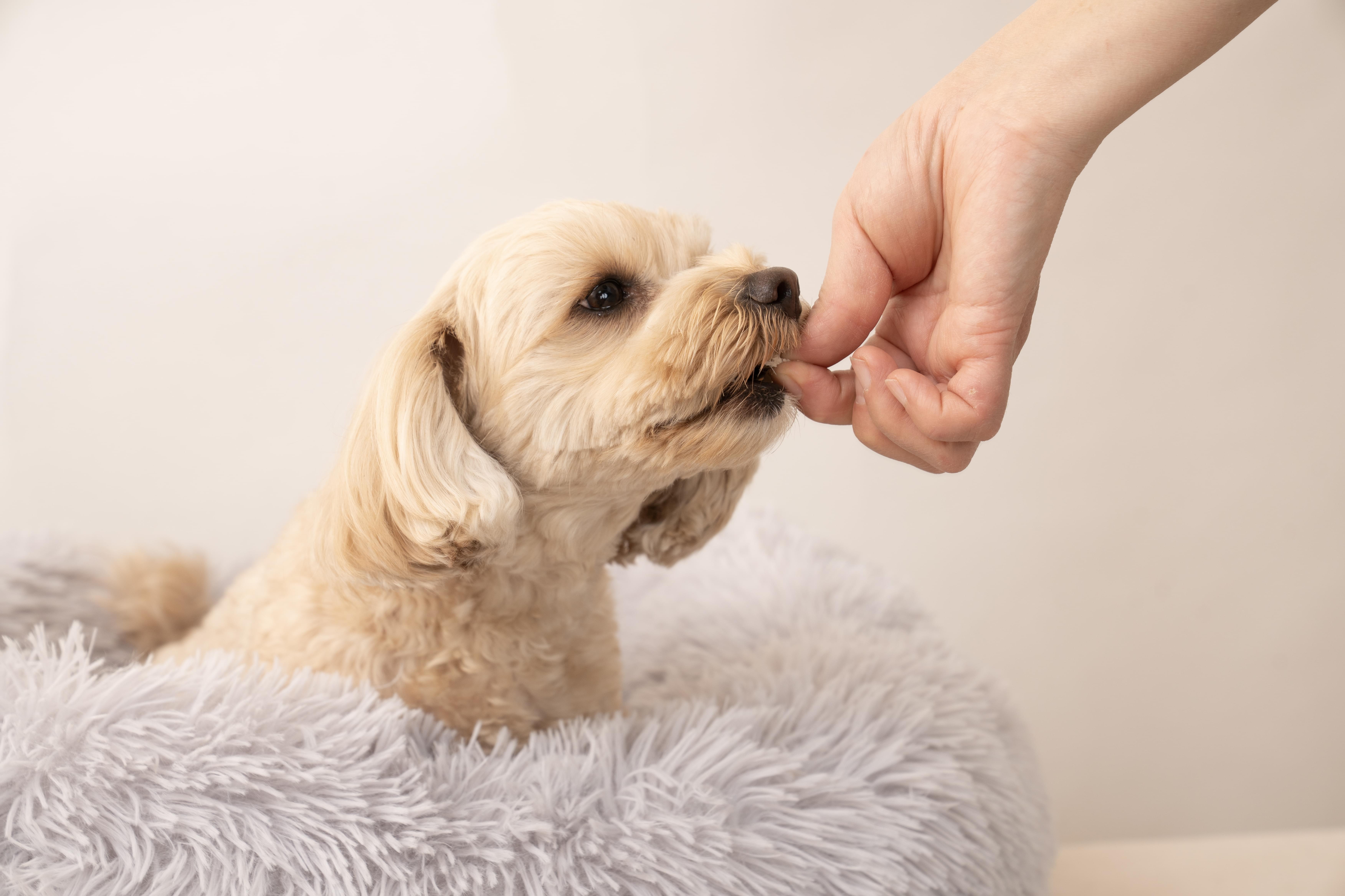 飼い主様に代わって大切にお世話
