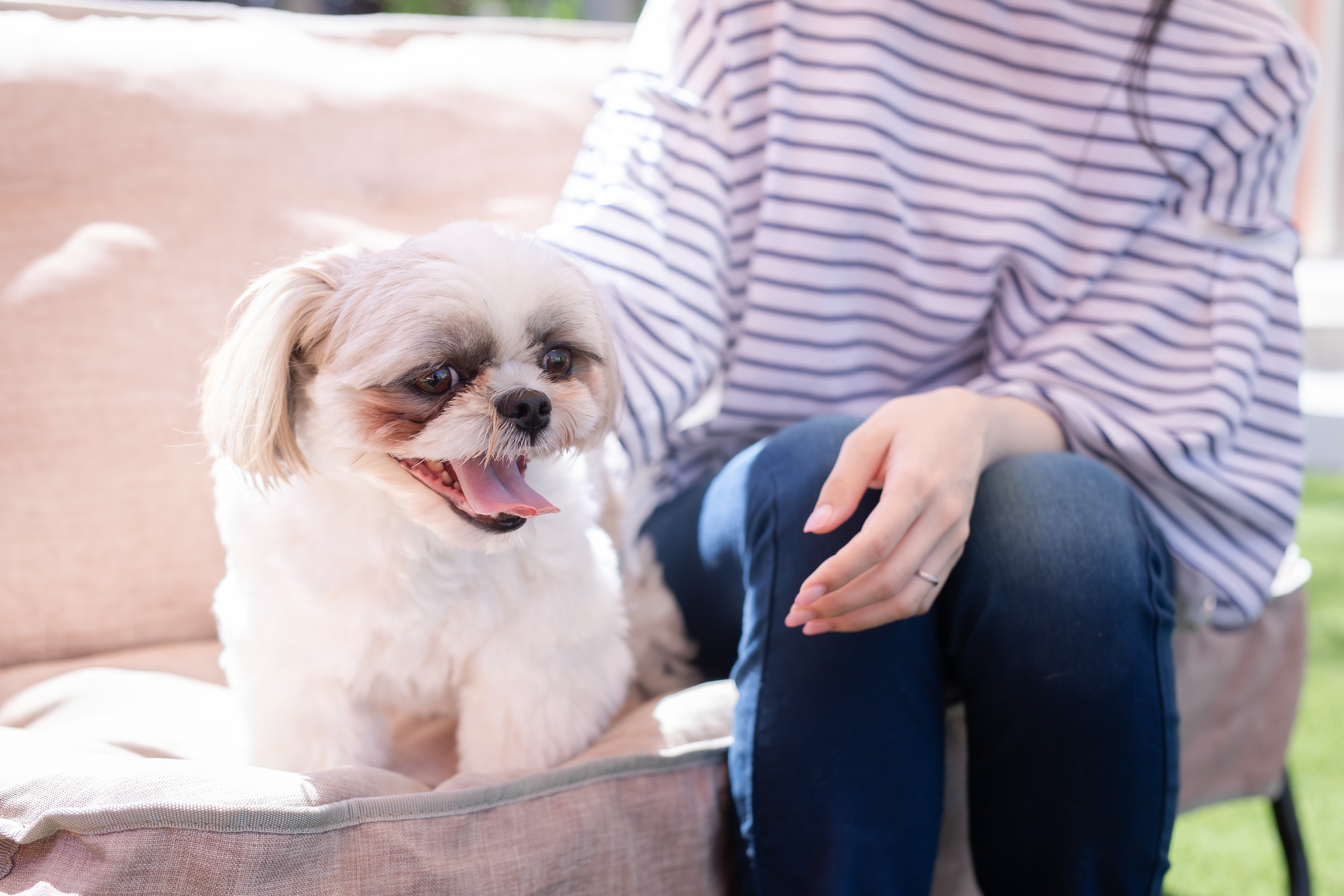 ペットシッター